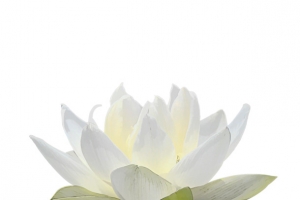 花白色花朵莲花植物