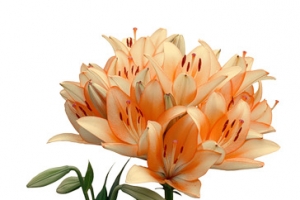 手绘菊花