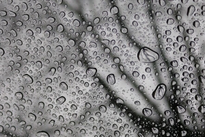 滴 宏 黑白 湿度 雨水 4k壁纸 3840x2160