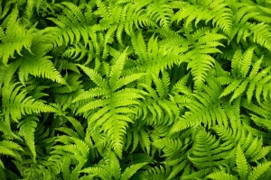 植物 树叶 蕨类植物 绿色 4k壁纸 3840x2160