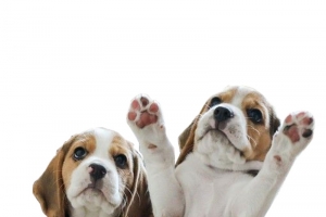 两只站起小狗高清PNG透明装饰素材免费下载