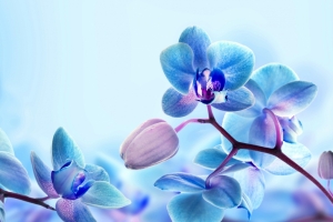 蓝色兰花4k高清壁纸