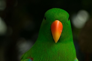  moluccan eclectus 鹦鹉 喙 鸟 绿色 4k壁纸 3840x2160