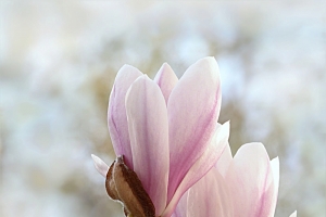 摄影 玉兰花 花元素