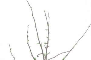 花瓶插花