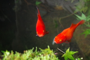红色金魚3440x1440带鱼屏壁纸