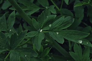 树叶 水滴 水 植物 宏观 绿色 4k壁纸 3840x2160