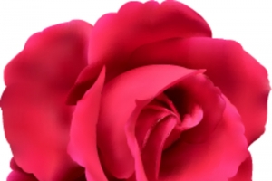 玫瑰花