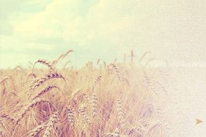 中国古典白酒促销banner