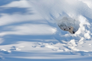 北极熊 宝宝 雪地 4k 动物 图片 壁纸