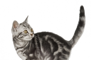 宠物小猫