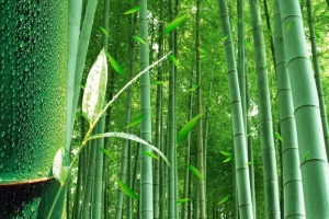 竹林背景海报素材