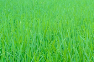 绿色的水田
