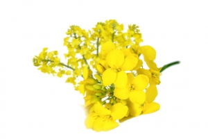 黄色油菜花