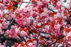 花 树 粉红色 树枝 花朵 春天 4k壁纸 3840x2160