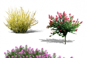 花丛  花  园景 花树