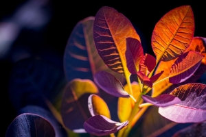  cotinus 树叶 阴影 光 植物 4k壁纸 3840x2160