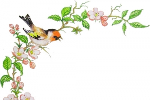 花鸟边角修饰免扣透明png高清图片