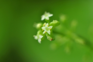 绿色背景小花高清护眼图片