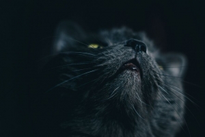 猫 灰色 脸 宠物 4k壁纸 3840x2160