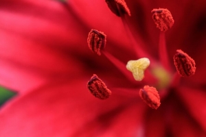 花 花瓣 花粉 宏 红色 4k壁纸 3840x2160