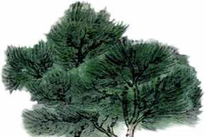 一株清明节青松