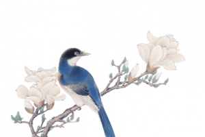 玉兰花鸟