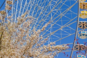 摩天轮 景点 鲜花 树 4k壁纸 3840x2160