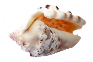 奇特的海贝壳