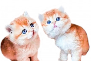 可爱油画猫咪素材