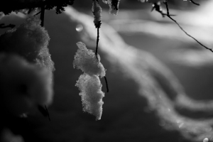 分支 雪 宏 冬天 黑白 4k壁纸 3840x2160