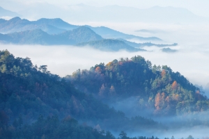 森林 雾 唯美3440x1440带鱼屏风景壁纸