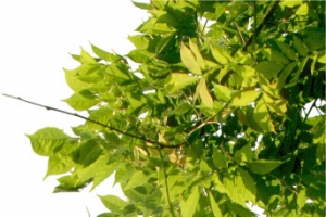 藤蔓绿叶高清免抠PNG透明漂浮元素设计素材免费下载