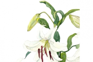 手绘白色百合花