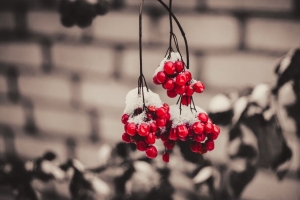  viburnum 浆果 雪 宏观 4k壁纸 3840x2160