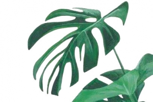 INS风绿色植物