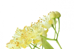 花园里的椴树花