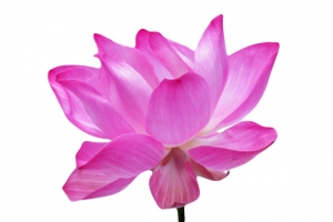 紫色纯洁的长花瓣水芙蓉实物