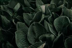 树叶 绿色 植物 花园 4k壁纸 3840x2160