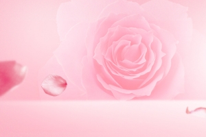 珠宝粉色玫瑰花开浪漫banner
