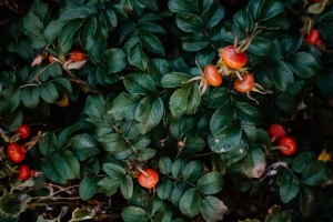玫瑰果 灌木 浆果 树叶 植物 4k壁纸 3840x2160