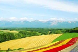 漫山遍野花