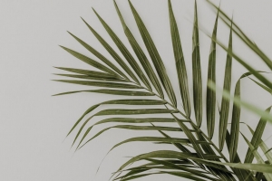 棕榈 树叶 极简主义 植物 绿色 4k壁纸 3840x2160