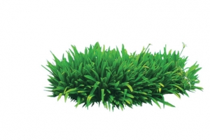 绿色植物景观