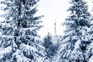 云杉 雪 树 塔 冬天 自然 4k壁纸 3840x2160