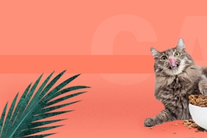清新简约猫咪猫粮促销banner