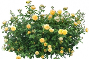 玫瑰花黄色玫瑰花丛装饰