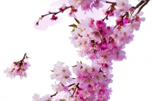 高清樱花花枝图片