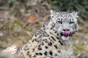  irbis 捕食者 大猫 突出的舌头 动物 4k壁纸 3840x2160