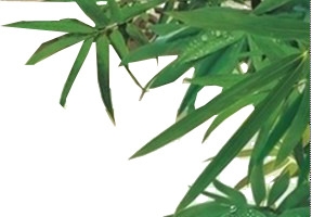 绿色竹叶清新露珠